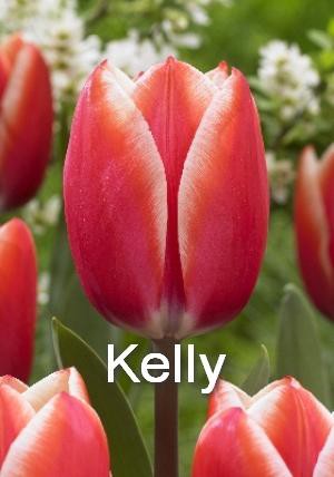 Kelly - Цветок оранжево-розовый с белым кантом. Высота до 55см